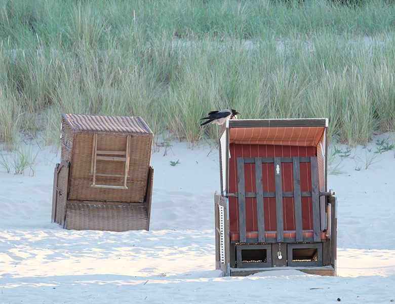 strandkoerbe